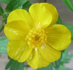 Ranunculus