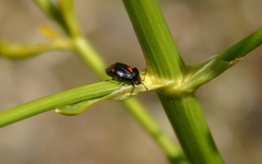 Deraeocoris schach