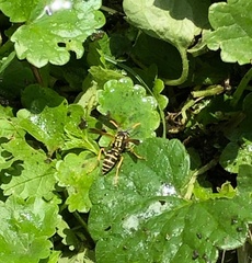 Polistes gallicus