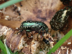 Protaetia orientalis