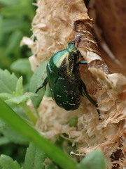 Protaetia orientalis