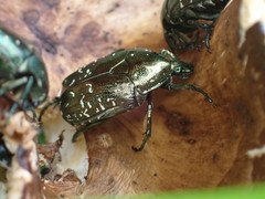 Protaetia orientalis