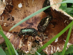 Protaetia orientalis
