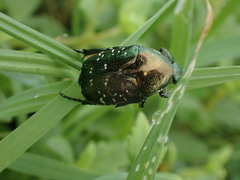 Protaetia orientalis