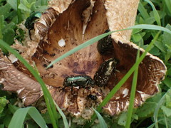 Protaetia orientalis