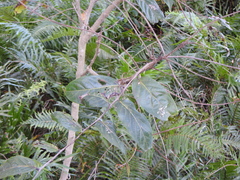 Glochidion sumatranum