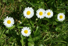 Bellis perennis