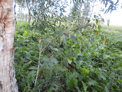 Glochidion sumatranum