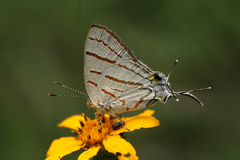 Hemiolaus caeculus caeculus