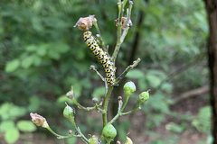 Cucullia scrophulariae