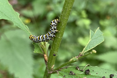Cucullia scrophulariae
