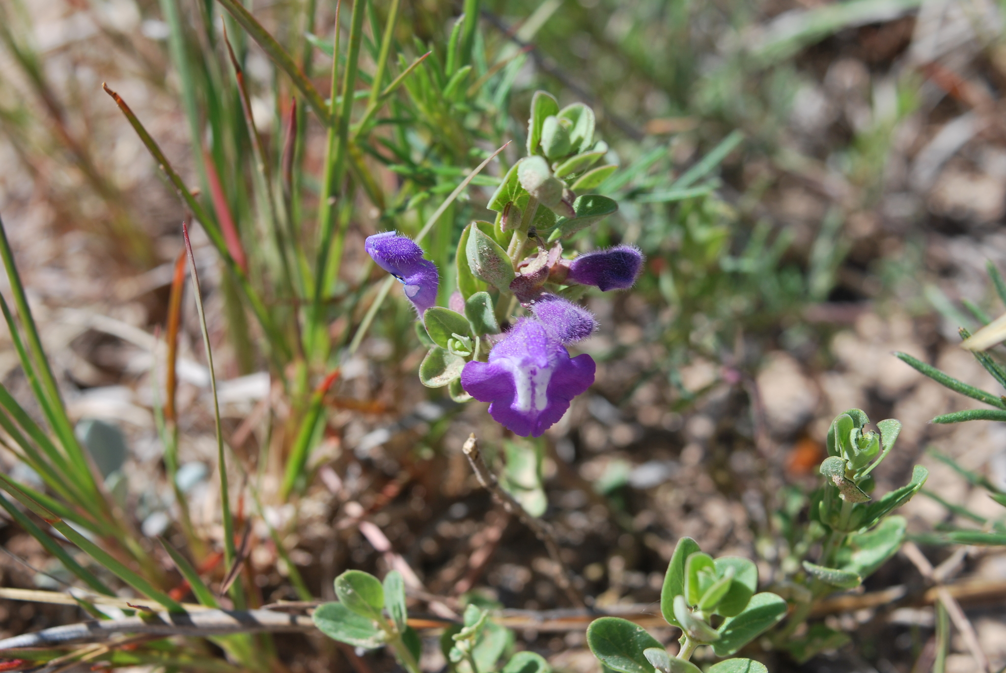 Scutellaria resinosa