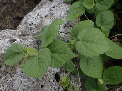 Sida cordata