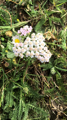 Achillea millefolium