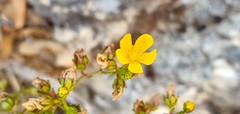 Hypericum lanuginosum