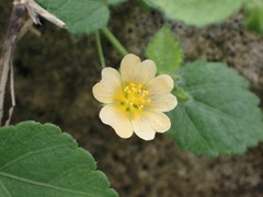 Sida cordata
