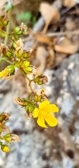 Hypericum lanuginosum