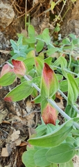 Hypericum lanuginosum