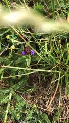 Prunella vulgaris