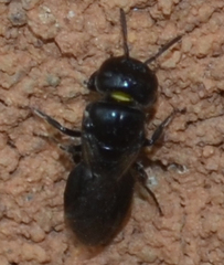 Pachyprosopis indicans