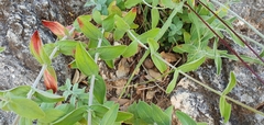 Hypericum lanuginosum