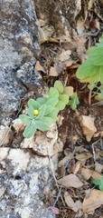 Hypericum lanuginosum