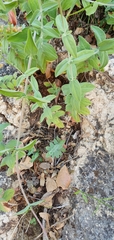 Hypericum lanuginosum