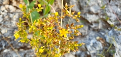 Hypericum lanuginosum