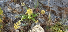 Hypericum lanuginosum