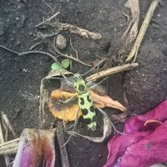 Chlorophorus herbstii