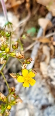 Hypericum lanuginosum