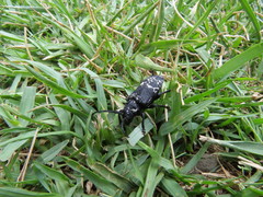 Acanthoderes funeraria