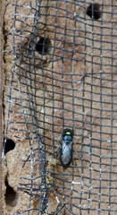 Pachyprosopis indicans