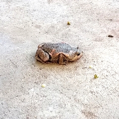 Uperodon taprobanicus