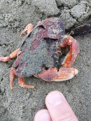 Metacarcinus novaezelandiae