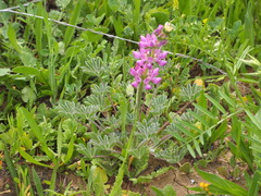 Lupinus microcarpus