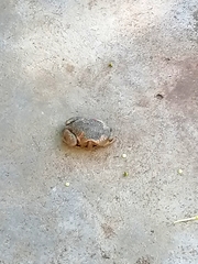 Uperodon taprobanicus