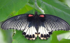 Papilio memnon agenor