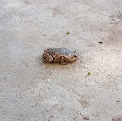 Uperodon taprobanicus