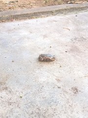 Uperodon taprobanicus