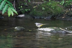Motacilla cinerea