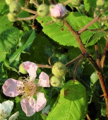 Rubus rubritinctus