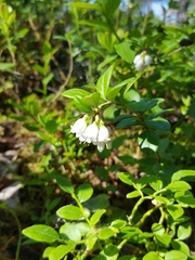 Vaccinium vitis-idaea
