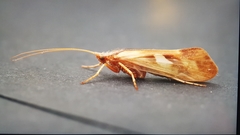 Limnephilus rhombicus