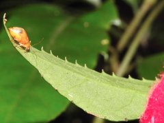 Sinoluperus subcostatus