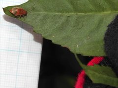 Sinoluperus subcostatus