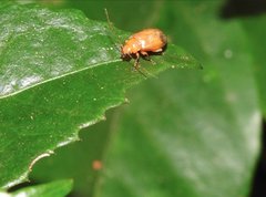 Sinoluperus subcostatus