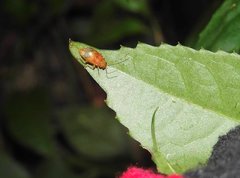 Sinoluperus subcostatus