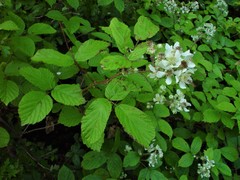 Rubus newbouldii