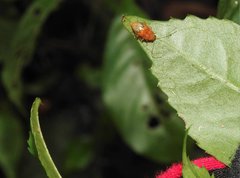 Sinoluperus subcostatus